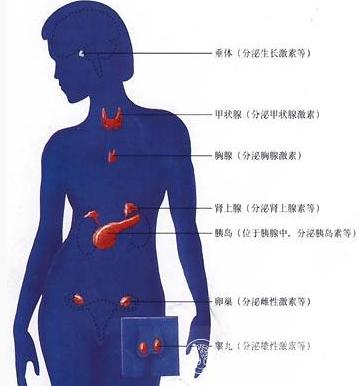 内分泌失调